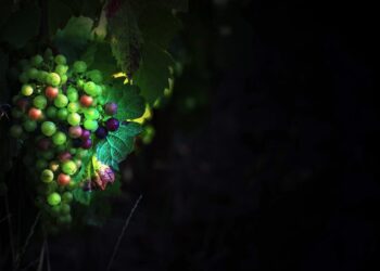 Southern Hemisphere Wines From South Africa And Chile