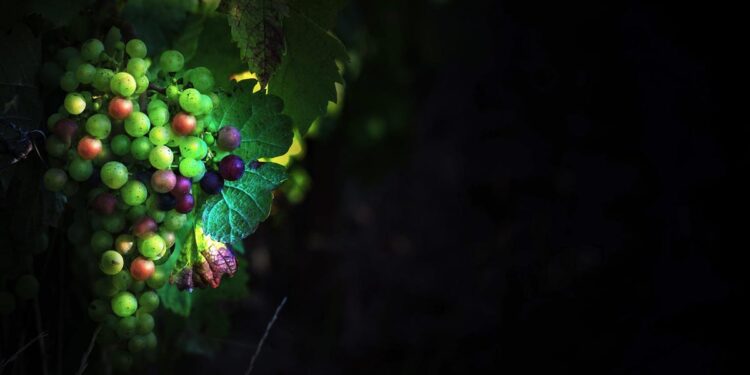 Southern Hemisphere Wines From South Africa And Chile