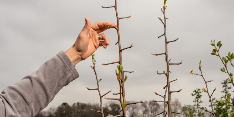 Why the Bradford Pear Tree Is Plaguing the South