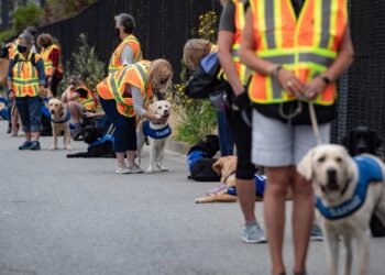 Health Canada funds PTSD service dog training program