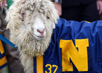 Army Cadets Tried to Get Navy’s Goat, Again. Commanders Were Not Amused.