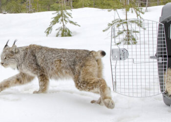 Canada lynx to keep species protections under legal deal