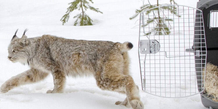 Canada lynx to keep species protections under legal deal