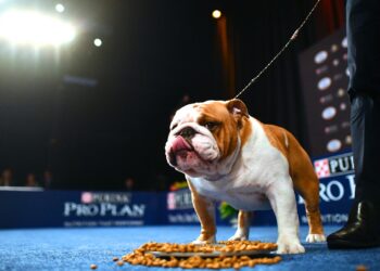 How to watch National Dog Show 2021 on Thanksgiving: Time, TV schedule, live stream & past winners