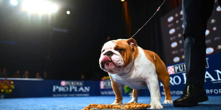 How to watch National Dog Show 2021 on Thanksgiving: Time, TV schedule, live stream & past winners How to watch National Dog Show 2021 on Thanksgiving: Time, TV schedule, live stream & past winners