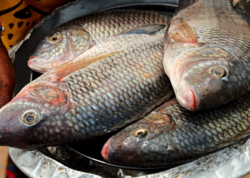 0m Spent on fish imports yearly – Ghana Tuna Association