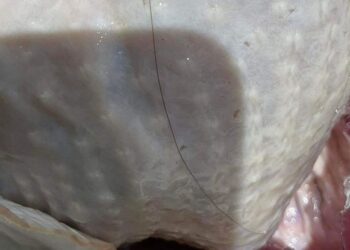 Long black hair in turkey ruins Christmas feast