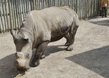30 endangered white rhinos flown out from South Africa to Rwanda. Here’s what you need to know