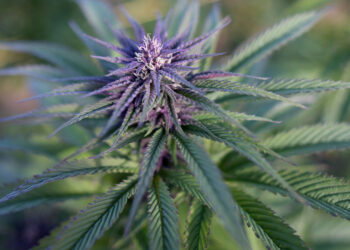 Malta set to legalise cannabis for personal use | The Guardian Nigeria News