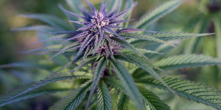 Malta set to legalise cannabis for personal use | The Guardian Nigeria News Malta set to legalise cannabis for personal use | The Guardian Nigeria News