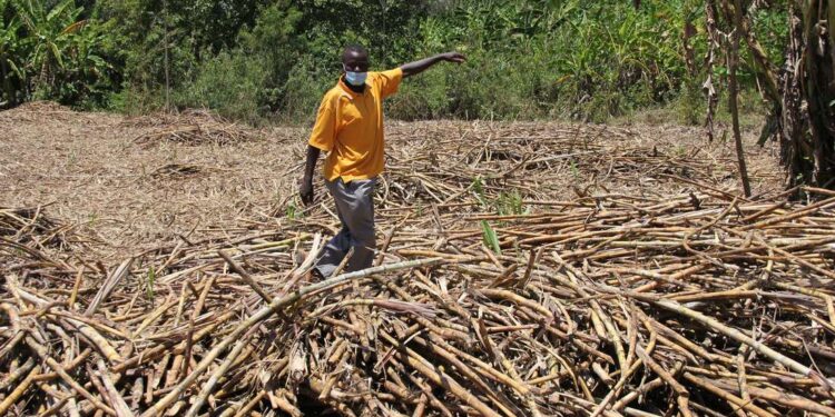 Cane farmers call for audit of sugar shortfall in Kenya