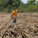 Cane farmers call for audit of sugar shortfall in Kenya Cane farmers call for audit of sugar shortfall in Kenya