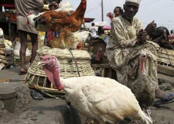 Christmas: Nigerians lament increase in price of chicken