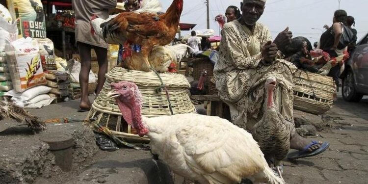 Christmas: Nigerians lament increase in price of chicken
