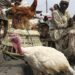 Christmas: Nigerians lament increase in price of chicken Christmas: Nigerians lament increase in price of chicken