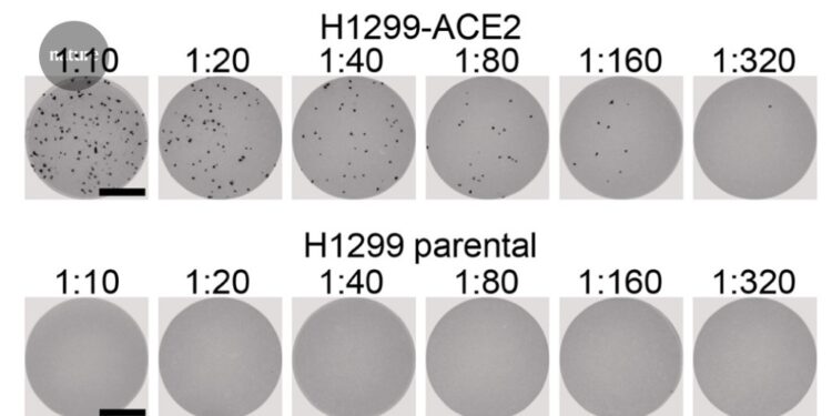 Omicron extensively but incompletely escapes Pfizer BNT162b2 neutralization Omicron extensively but incompletely escapes Pfizer BNT162b2 neutralization