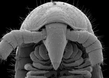 Millipede with 1,306 legs found in Australia – most of any known animal | World News