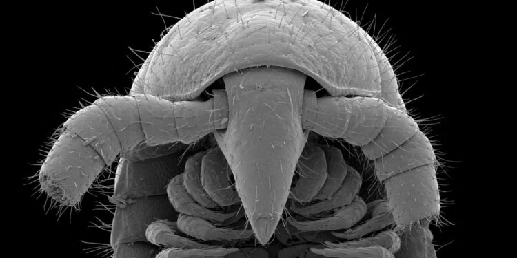 Millipede with 1,306 legs found in Australia – most of any known animal | World News