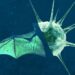 NeoCoV: What is the NeoCoV virus? Is it a new variant? NeoCoV: What is the NeoCoV virus? Is it a new variant?