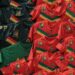For Africa Cup of Nations, Embrace the Unknown For Africa Cup of Nations, Embrace the Unknown