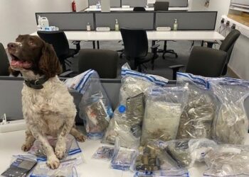 Police Dog Reggie sniffs out cannabis stash