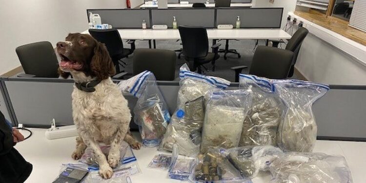 Police Dog Reggie sniffs out cannabis stash