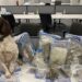 Police Dog Reggie sniffs out cannabis stash Police Dog Reggie sniffs out cannabis stash