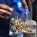 Psychedelic therapy drugs: Experts laud Canada’s update Psychedelic therapy drugs: Experts laud Canada’s update