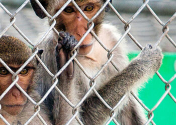 Monkeys Escape After Truck Crashes on Pennsylvania Highway