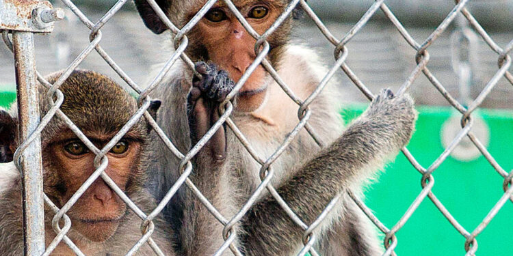 Monkeys Escape After Truck Crashes on Pennsylvania Highway Monkeys Escape After Truck Crashes on Pennsylvania Highway