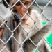 Monkeys Escape After Truck Crashes on Pennsylvania Highway Monkeys Escape After Truck Crashes on Pennsylvania Highway