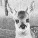A Deer in the Headlights: ‘Bambi’ Reconsidered A Deer in the Headlights: ‘Bambi’ Reconsidered