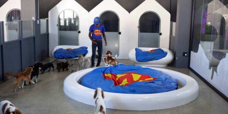 South Africa’s luxury dog hotels give paws for thought | Life South Africa’s luxury dog hotels give paws for thought | Life