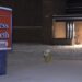 Princess Elizabeth Public School closing to in-person learning, again Princess Elizabeth Public School closing to in-person learning, again