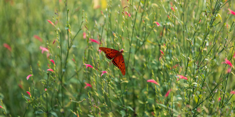 How the National Butterfly Center Became the Center of Online Lies