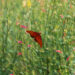 How the National Butterfly Center Became the Center of Online Lies