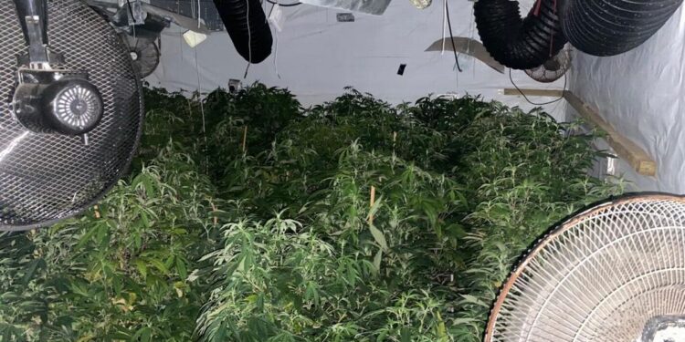 Suspect arrested after police raid cannabis factory in Hounslow Suspect arrested after police raid cannabis factory in Hounslow
