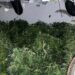 Suspect arrested after police raid cannabis factory in Hounslow Suspect arrested after police raid cannabis factory in Hounslow