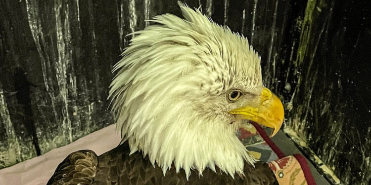 After Mounting a Comeback, Eagles Face a New Threat After Mounting a Comeback, Eagles Face a New Threat