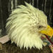 After Mounting a Comeback, Eagles Face a New Threat After Mounting a Comeback, Eagles Face a New Threat