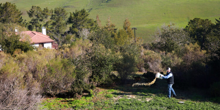 The Rampaging Pigs of the San Francisco Bay Area The Rampaging Pigs of the San Francisco Bay Area
