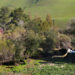 The Rampaging Pigs of the San Francisco Bay Area