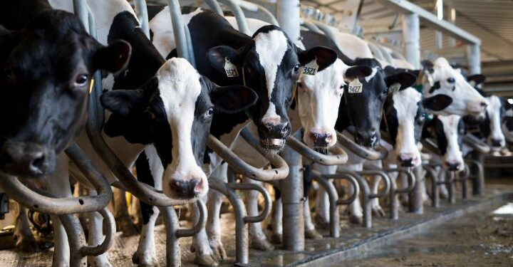 Canada’s closed dairy market keeps prices high for consumers, exporters say – National