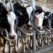 Canada’s closed dairy market keeps prices high for consumers, exporters say – National Canada’s closed dairy market keeps prices high for consumers, exporters say – National