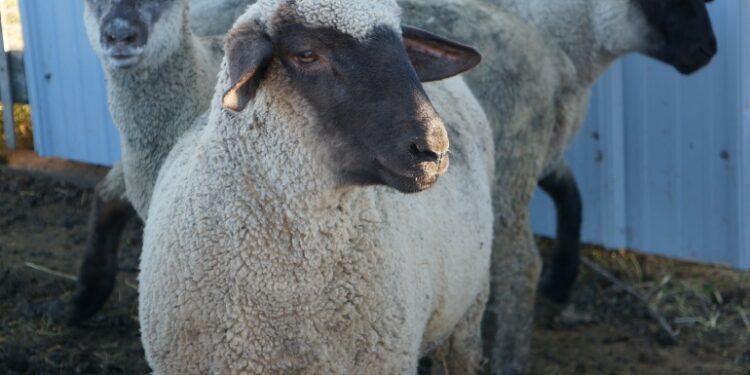 Government of Canada invests in wool industry – DiscoverWestman.com Government of Canada invests in wool industry – DiscoverWestman.com