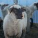Government of Canada invests in wool industry – DiscoverWestman.com Government of Canada invests in wool industry – DiscoverWestman.com
