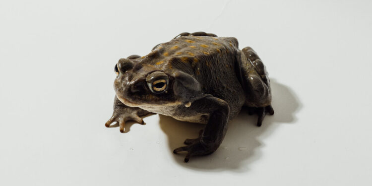 Demand for This Toad’s Psychedelic Venom Is Booming. Some Warn That’s Bad for the Toad.