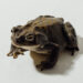 Demand for This Toad’s Psychedelic Venom Is Booming. Some Warn That’s Bad for the Toad. Demand for This Toad’s Psychedelic Venom Is Booming. Some Warn That’s Bad for the Toad.