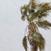 Late-Winter Storm to Sweep Across the U.S. Into Saturday Late-Winter Storm to Sweep Across the U.S. Into Saturday