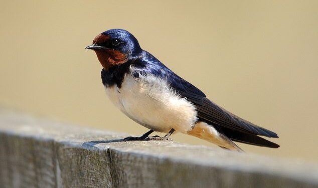 Swallows no longer migrating the 6,000 miles to South Africa and are staying in Britain over winter Swallows no longer migrating the 6,000 miles to South Africa and are staying in Britain over winter